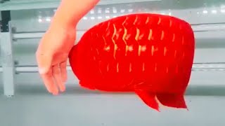 Most Beautiful Super Red Arowana  Rare Arowana In The World [upl. by Ayirp]