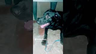 Motu Ram 😂😂 funny comedy lebradorlovers doglover shortsfeed viral [upl. by Dodi281]