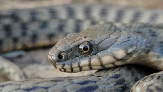 Водяной уж Dice snake Natrix tessellata [upl. by Carnay]