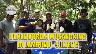 DURIAN MUSANGKING DI LAMBUNU  SULTENG KUALITASNYA [upl. by Hamforrd]