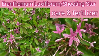 Eranthemum LaxiflorumShooting Star Plant Care Eranthemum Laxiflorum  Pink Tagar plant की देखभाल [upl. by Lundquist468]