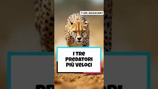 I Tre Predatori più Veloci sulla Terra [upl. by Brenk154]