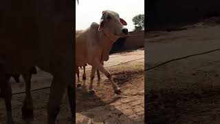 💥Supar Tharparkar Cow For Sale।🙏9571401539Call ya WhatsApp Massage kare cowtharparkar [upl. by Leopoldine983]