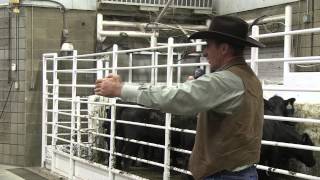 Stockmanship with Curt Pate  Part 1 [upl. by Nalon971]