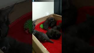 6 Chatons Maine coon de 30 jours cat [upl. by Assenad]