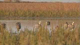 North Dakota Pothole Slammin Mallards  Blood Brothers Tv [upl. by Gerald]