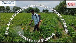 ekalavyafoundation promotes organicfarming SOYA CULTIVATION by the support of CGI [upl. by Henrieta]