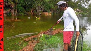 CATCHING GIANT FISH in FLOODED BACKYARD Fish go after Ducks [upl. by Ateval]