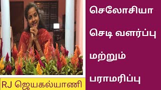 செலோசியா செடிகளை எவ்வாறு வளர்ப்பது மற்றும் பராமரிப்பது  How to Grow and Care for Celosia Plants [upl. by Vona]