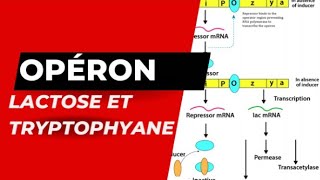 Opérons lactose et Tryptophane [upl. by Intruok]