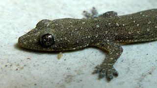 Common house gecko on coloured tiles  Hemidactylus frenatus [upl. by Aicele]