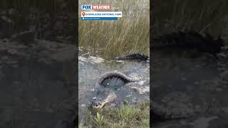 Hungry Florida Alligator Wolfs Down Burmese Python In Everglades [upl. by Lauree]