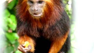 Golden headed lion tamarin eatingMOV [upl. by Ahcsas]