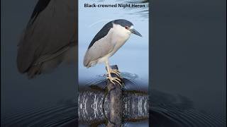 Photographing Birds Blackcrowned Night Heron bird wildlifephotography birdphotography [upl. by Crandale]