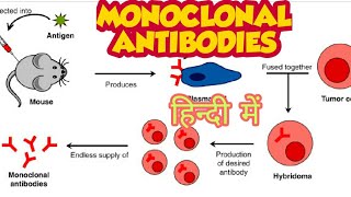 Monoclonal antibodies amp their production in hindi [upl. by Renrew]