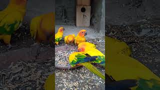 Sun conure parrot birdshortsvideoviralshorts [upl. by Ilhsa]