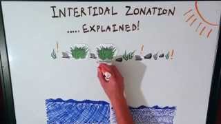 Intertidal Zonation Explained [upl. by Reteip97]