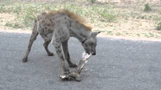 Hyena eating a Giraffe Leg Bone in Kruger National Park [upl. by Sine867]