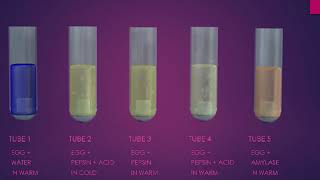 pepsin digestion of protein experiment [upl. by Farlee307]