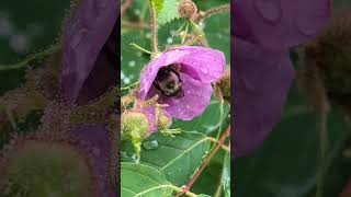 Bumblebees buzzing on Thimbleberries [upl. by Gabrila855]