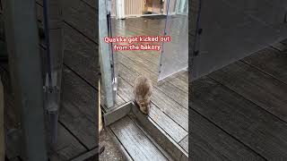 Quokkas are very popular here in Rottnest Island Western Australia [upl. by Llerruj]