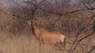 hartebeest hunt at Otjere [upl. by Aniar]