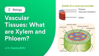 GeeklyHub Vascula Tissues in Plants  What are Xylem and Phloem Plant Anatomy [upl. by Molahs969]