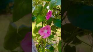 Morning glories they come back every year VinesMorningGlories Gardening [upl. by Undry]