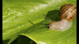 Diferentes maneras para evitar babosas y caracoles  Bricomanía  Jardinatis [upl. by Annayk895]