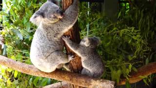 Cute Baby Koala with its mother at Australia Zoo [upl. by Napra]