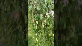 Birch Leafminer in Calgary arboristtips [upl. by Alyt132]