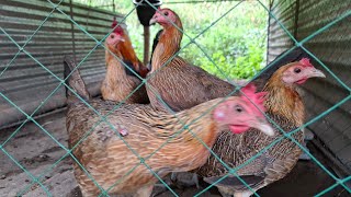 Tagong pwesto ng mga Sisiw gamefowlbreeder polomolok chicken [upl. by Alyek]