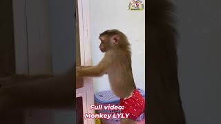 Monkey Lyly was woken up by her mother shorts monkey youtubeshorts viralshort cutefunny [upl. by Savinirs255]