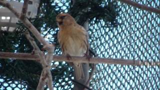 Male Redpoll Singing [upl. by Eesak]