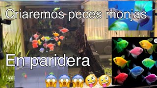 Criaremos peces monja transgénicos en una paridera  se podrá [upl. by Ashwin]