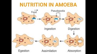 NUTRITION IN AMOEBA AND PARAMECIUMHOLOZOIC NUTRITION WITH EXCBSECLASS 10CHAPTER 6LIFE PROCESSES [upl. by Edroi]