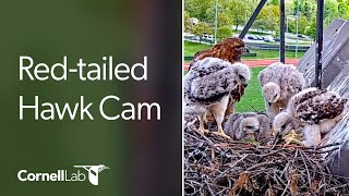 Live CornellHawks Fernow Nest Fixed Cam [upl. by Buffum]