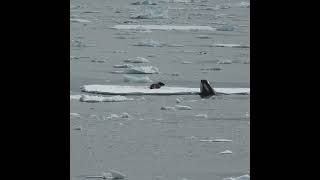 Killer Whale Hunting Seal  Antarctica  Lindblad Expeditions [upl. by Hui]