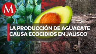 Aguacate condena a muerte a los bosques de Jalisco [upl. by Itak]