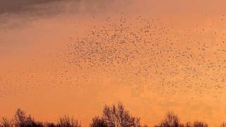 Swarm of birds Kansas sunrise [upl. by Silvana]