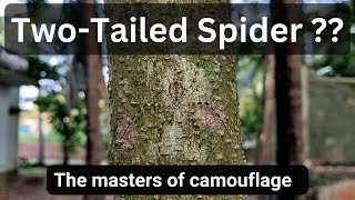 TwoTailed Spider  The Terrifying Spider that Lives in Tree Trunks  longspinneret bark spider [upl. by Salene]