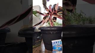 Grow Stromanthe Plant🪴 shorts plants grow trending ytshorts indoorplants music short love [upl. by Zampino253]