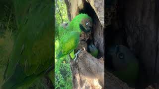 Parrot Nest in Tree Hole part 02 birdsofcanada wildlife wildlife chickadee goldenplover [upl. by Neelon]