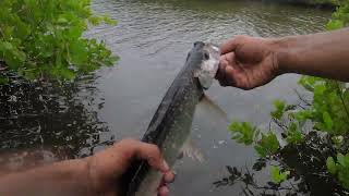 Tilapia infestation River Mongroves Fishing 101 [upl. by Christiane667]