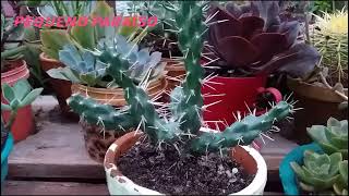 cacto cylintdropuntia tunicata 🌵 [upl. by Oyr]