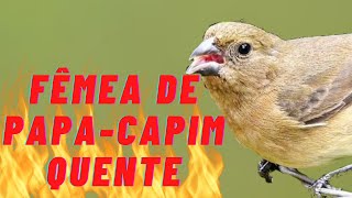 Fêmea de Papa Capim chamando e pedindo gala para esquentar o macho [upl. by Nylahsoj1]