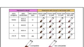 BCLN  Blood Typing Lab  Biology [upl. by Enyar]