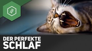 Tipps für den perfekten Schlaf [upl. by Eseerehs432]