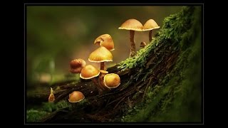 Fascinující houbyFantastic Fungi [upl. by Allecsirp]