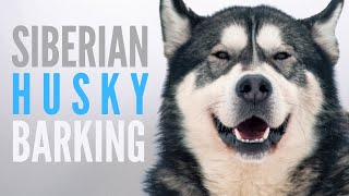 Siberian Husky Barking Sound Effect SFX Husky Bark on Full Volume [upl. by Esinrahs]